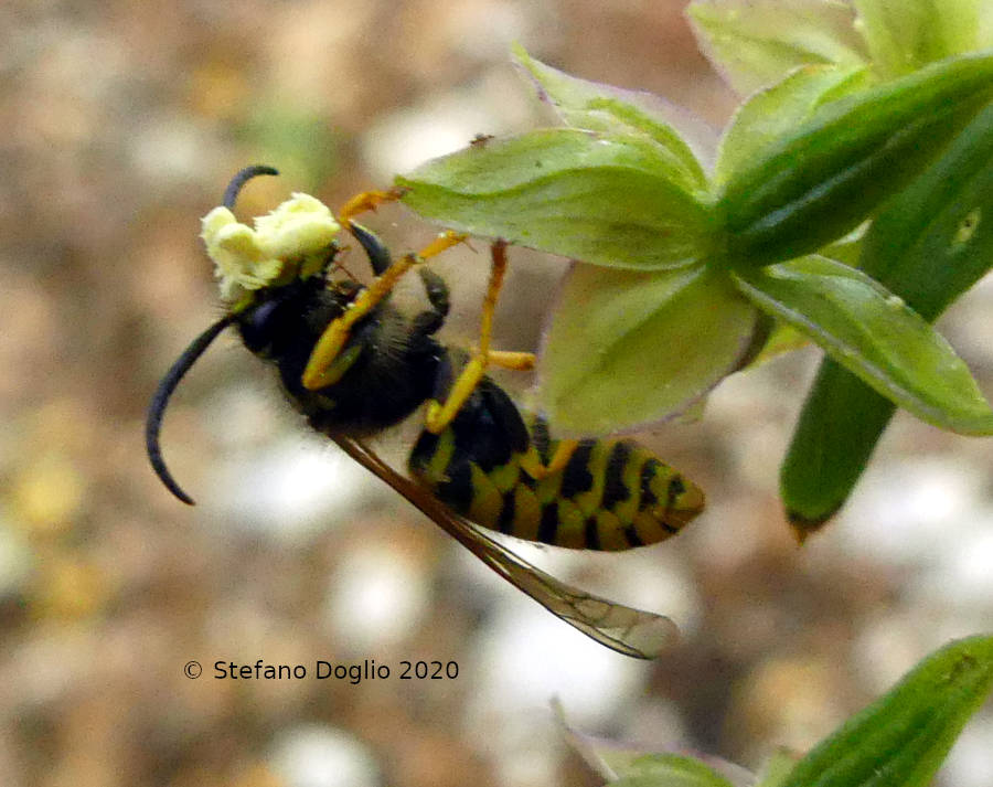 Vespula germanica? No, Dolichovespula sp., maschio